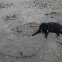 سگ نگهبان سفت