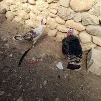 یک جفت بوقلمون نر و ماده