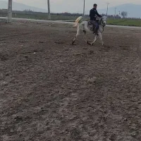 مادیون ترکی پرخون