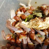 سلام فروش حلزون از۱ماه تامولد