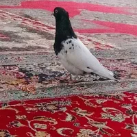 کبوتره کله سیاه نر|پرنده|بجنورد, |دیوار