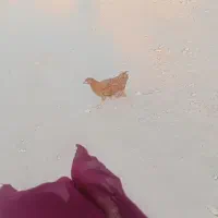 فروش مرغ و خروس