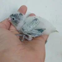 جوجه راهب