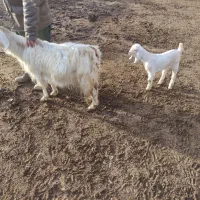 بز شیری 18ملیون|حیوانات مزرعه|شیروان (خراسان), |دیوار