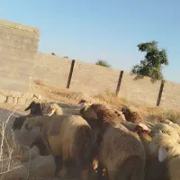 فروش چهل راس میش و شیک وکاوه لری وترکی|حیوانات مزرعه|ازنا, |دیوار