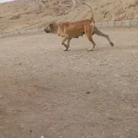 سگ سرابی ماده