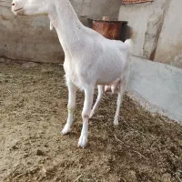 بزسانن اصل شرکتی
