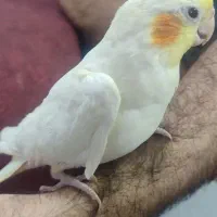 عروس هلندی لوتینو