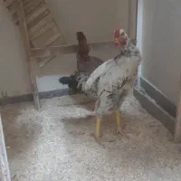 مرغ و خروس  لاری