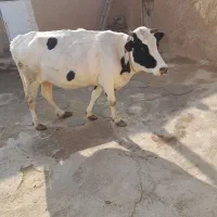 یک راس گاو|حیوانات مزرعه|بیجار, |دیوار