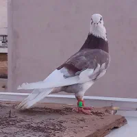 کبوتر شازده