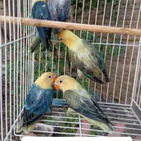 طوطی برزیلی