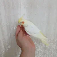 عروس هلندی جفت مولد