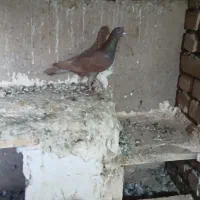 دوتا کفتر فروشی