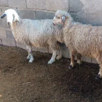 ۶ راس میش وبره|حیوانات مزرعه|کربال, |دیوار