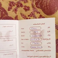 سگ دوبرمن|سگ|ماهدشت, |دیوار
