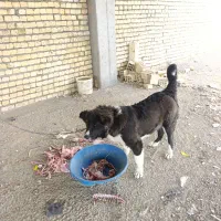 توله قدرجونی