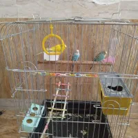 فروش سه مرغ عشق