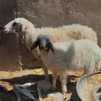 گوسفند مطفل جوان درجه یک
