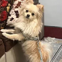 پامرخرسی زیرقیمت