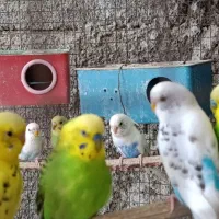 مرغ عشق جفتی 400 هزار تومن