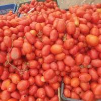 گوجه فرنگی