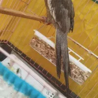 عروس هلندی|پرنده|بندرعباس, |دیوار