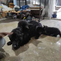 واگذاری توله ژرمن بلک و ابلغ|سگ|ساری, |دیوار