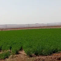 یونجه بسیار باکیفیت. کمترین قیمت