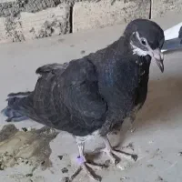 جوجه کفتر