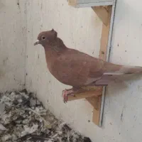 ساده و سرخ کرمونی|پرنده|مشهد, رده|دیوار