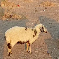 یک عدد میش معاوضه با ضایعات خرما