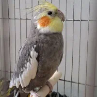 جفت عروس هلندی مولد سینامون