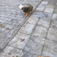 سگ پا کوتاه به اسمه میشا ماشا