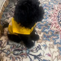 حیوان خانگی