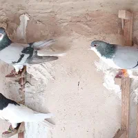 کبوتر|پرنده|شیراز, نیستان|دیوار