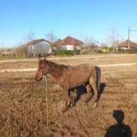 اسب|اسب و تجهیزات اسب‌سواری|کیاشهر, |دیوار