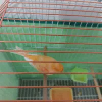 قناری ردفاکتور نر اصل اورجینال|پرنده|روانسر, |دیوار