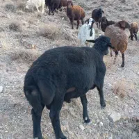 قوچ قره قز موفر|حیوانات مزرعه|ماهنشان, |دیوار