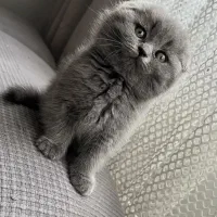 گربه اسکاتیش فولد|گربه|کرج, عظیمیه|دیوار