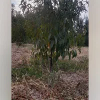 فروش باغ شلیل|فروش دفتر صنعتی، کشاورزی، تجاری|مشگین شهر, |دیوار