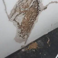 سمپاشی موریانه. سموم اصلی کارخوب بخوای ۱۰سالضمانت
