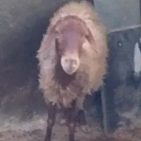 سه عدد میش بی بره