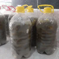خیار شور|خوردنی و آشامیدنی|سنندج, |دیوار
