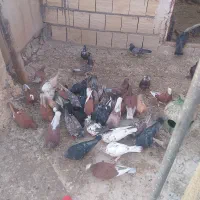 40عدد کفتر