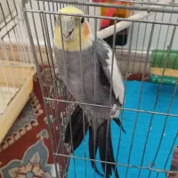 عروس هلندی