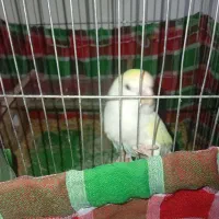 طوطی برزیلی