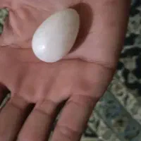 این|عمده‌فروشی|فیرورق, |دیوار