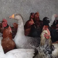 خروس مرغ غاز|حیوانات مزرعه|پیشوا, |دیوار