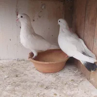 کبوتر ساعت سنگین به همراه کلیه لوازم|پرنده|رشت, فرزانه|دیوار